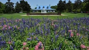 A large building with a blue roof and a fountain in front, surrounded by a field of purple and pink flowers.