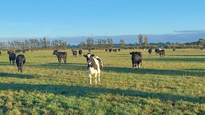 A wide-open field with numerous cows grazing.