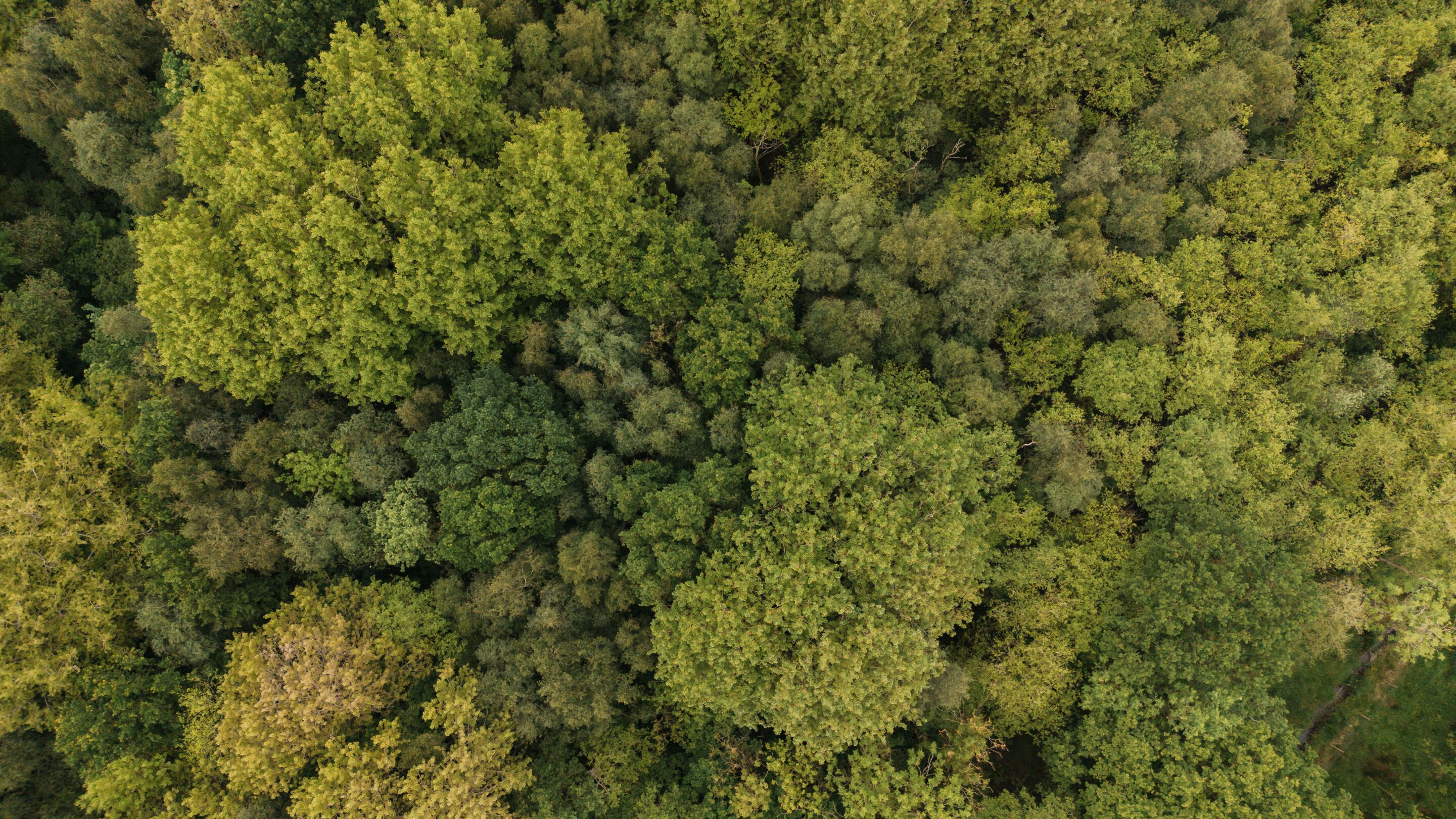 Vista aérea de un bosque denso sin edificios ni construcciones a la vista.