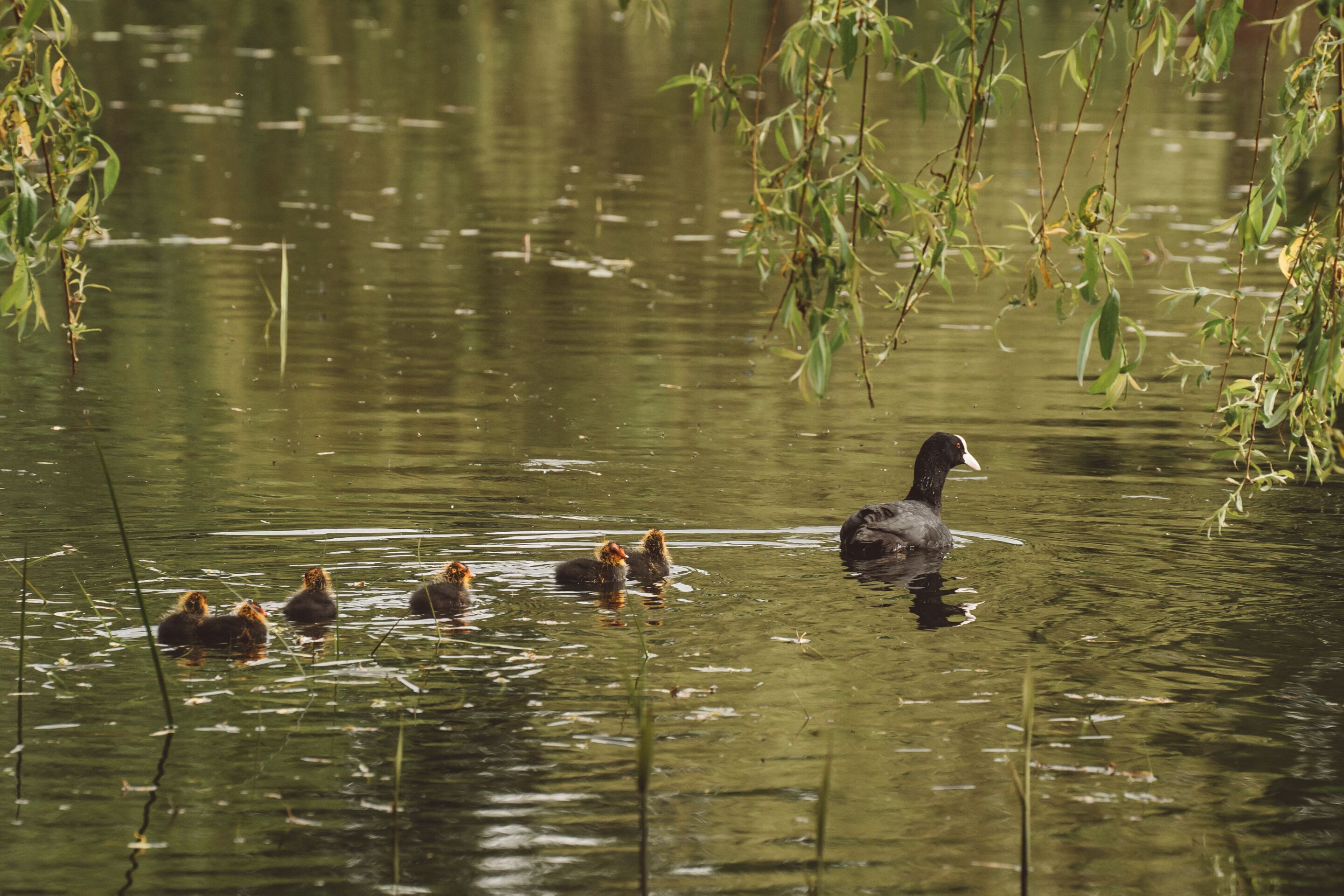 A duck swimming with its ducklings in a calm body of water surrounded by greenery.