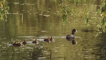 A duck swimming with its ducklings in a calm body of water surrounded by greenery.