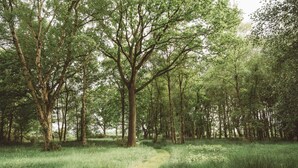 Un sentier forestier bordé de grands arbres et d’une végétation luxuriante.