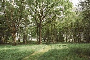 Ein Waldpfad, umgeben von hohen Bäumen und üppigem Grün.