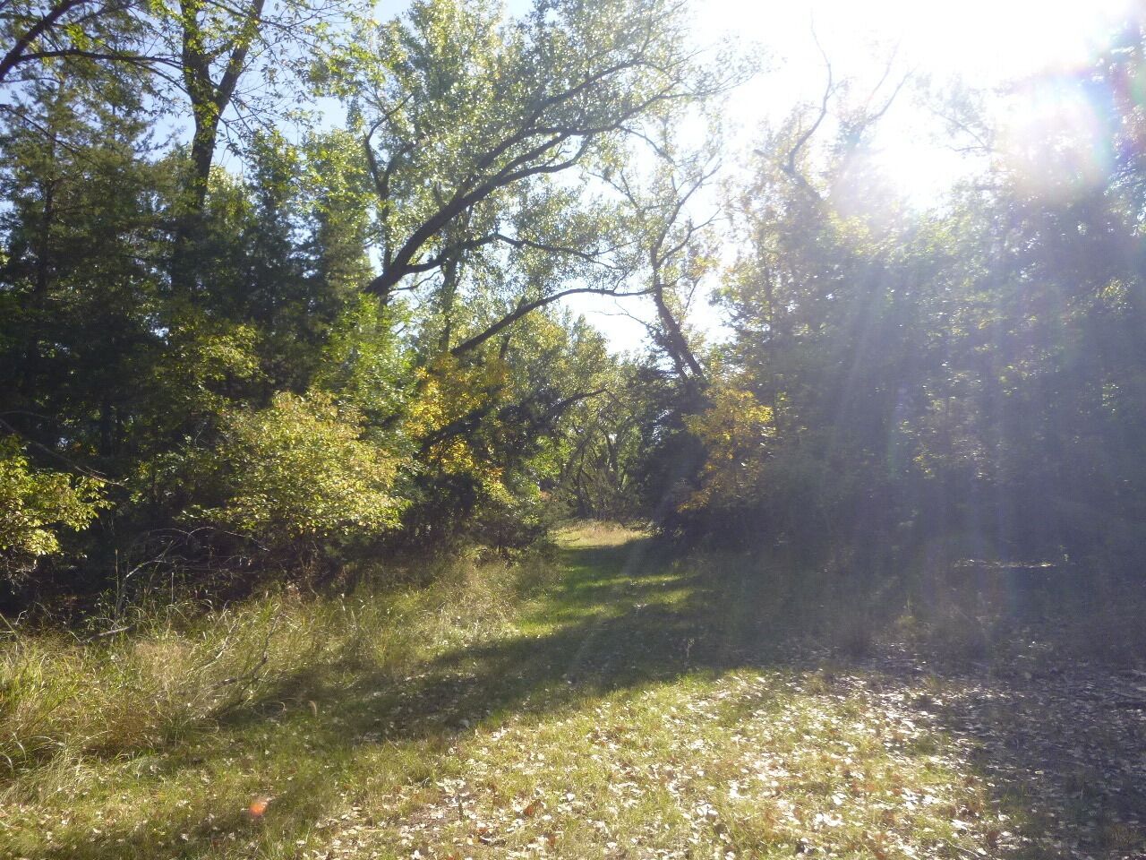 A forested path with sunlight filtering through trees.
