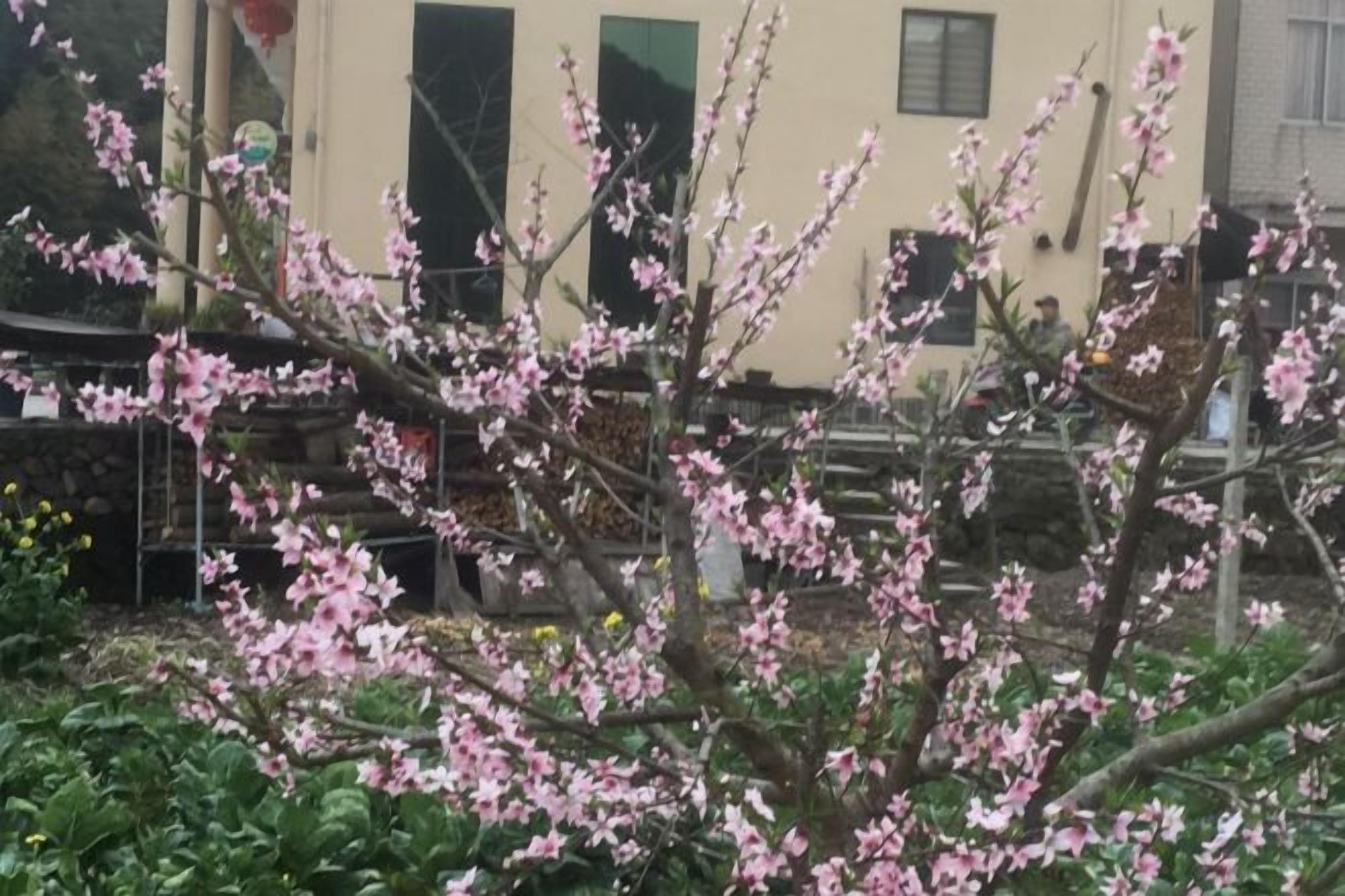 Un árbol con flores rosadas en un patio.