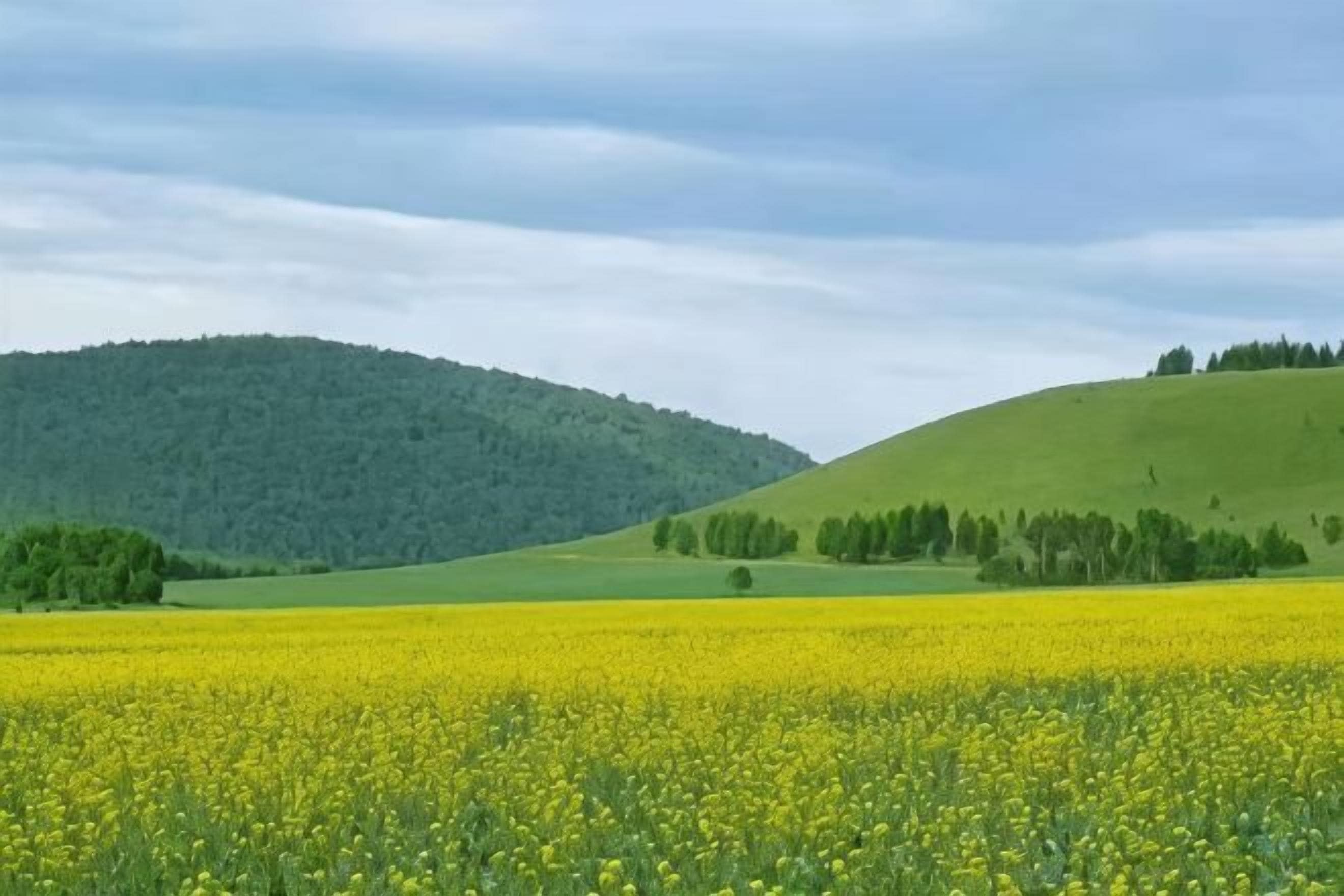 Un champ de fleurs jaunes, avec des collines verdoyantes en arrière-plan.