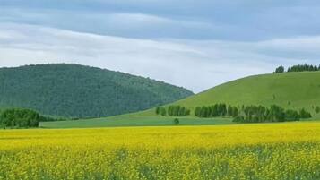 Un champ de fleurs jaunes, avec des collines verdoyantes en arrière-plan.