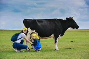 Una persona y un niño interactúan con una vaca en un campo cubierto de hierba.