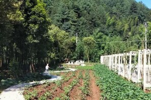 Property grounds - simianshan Chiming Shanzhuang (Chongqing)