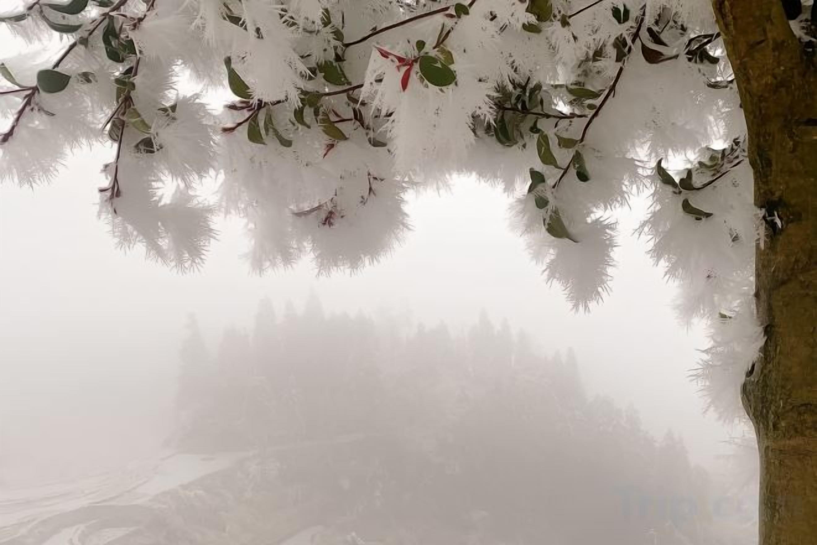 A foggy outdoor scene with a tree branch and leaves.