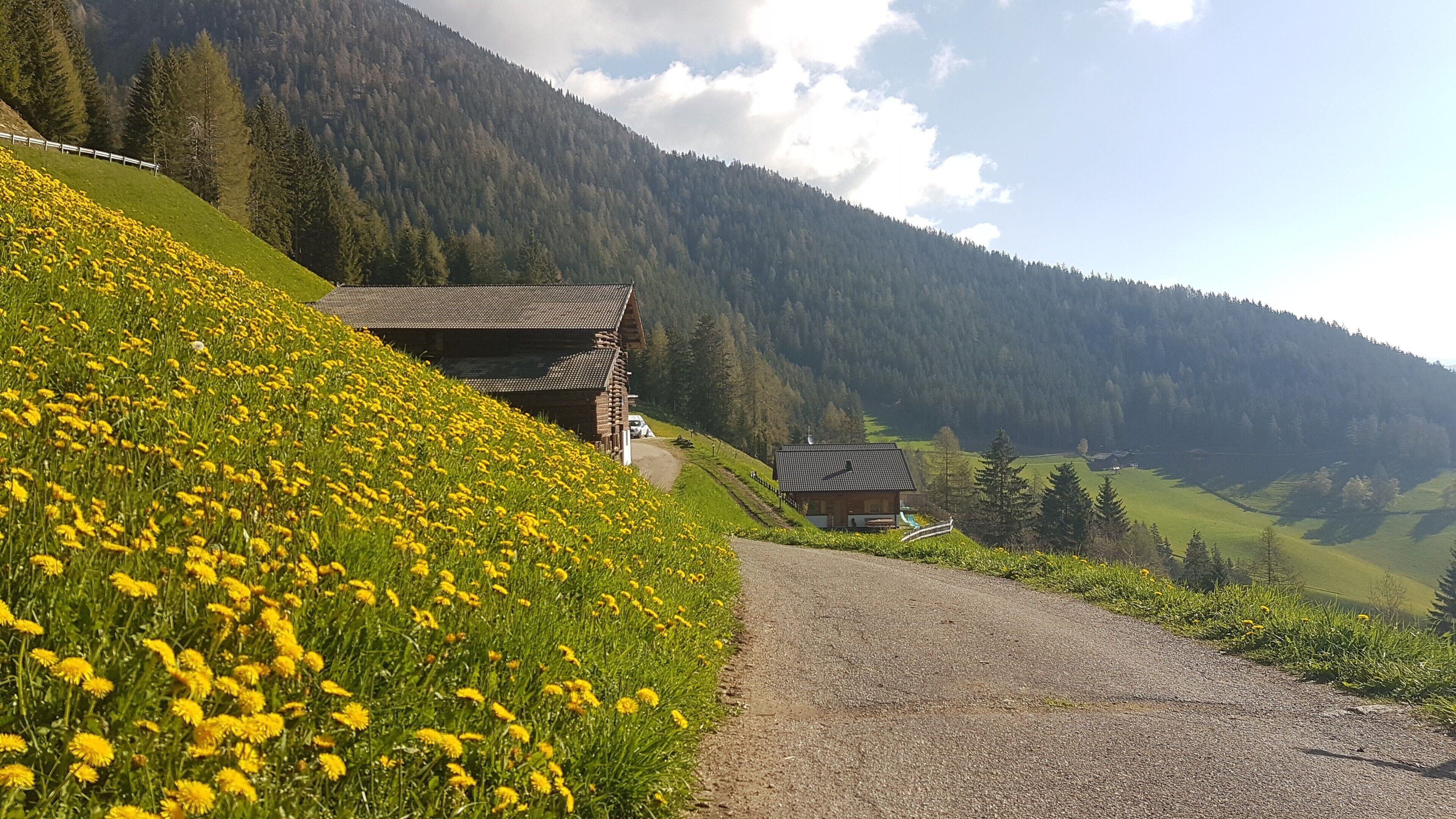 A rural mountain road with a gravel path, a wooden cabin, and a field of yellow flowers.
