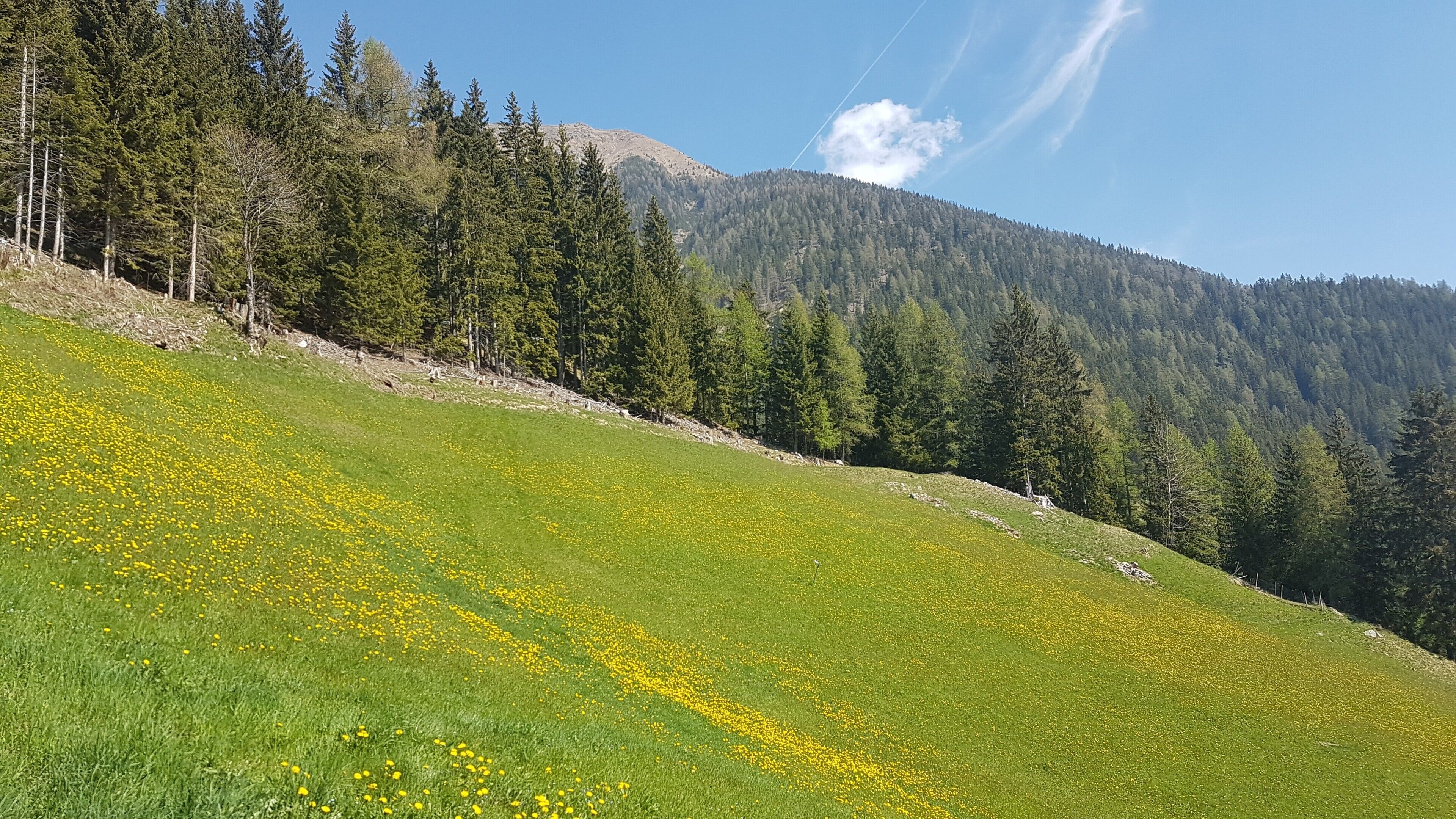 A grassy hillside with yellow flowers and a forested mountain in the background.