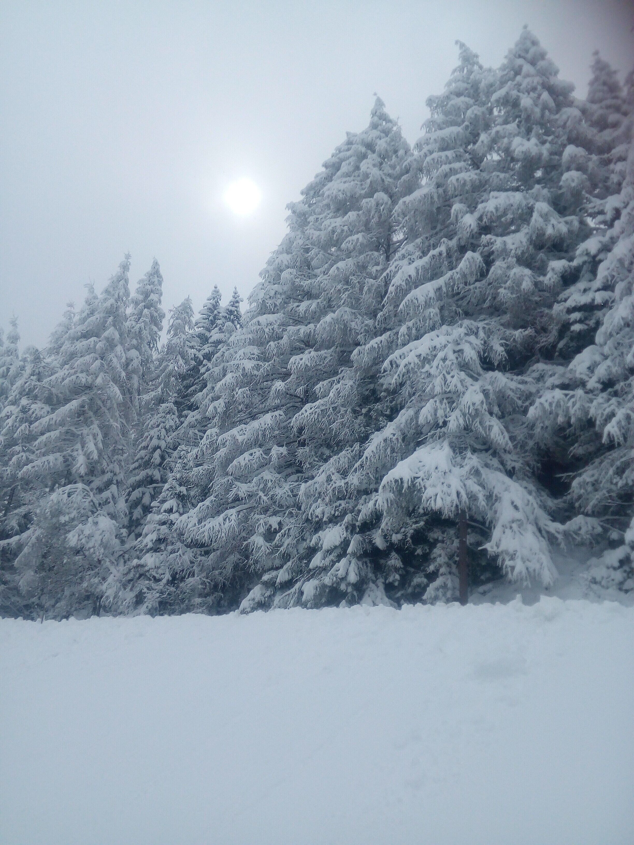 Un bosque nevado con densos árboles de hoja perenne.