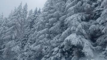 Un bosque nevado con densos árboles de hoja perenne.