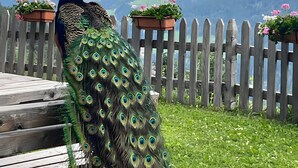 A peacock with a vibrant tail feathers standing on a wooden deck with a wooden fence and flower pots in the background. - Chalet 'Niederhaushof  Edelweiß' with Mountain View, Private Garden and Wi-Fi (Ulten)