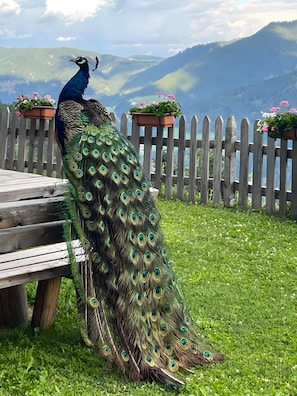 A peacock with a vibrant tail feathers standing on a wooden deck with a wooden fence and flower pots in the background. - Chalet 'Niederhaushof  Edelweiß' with Mountain View, Private Garden and Wi-Fi (Ulten)