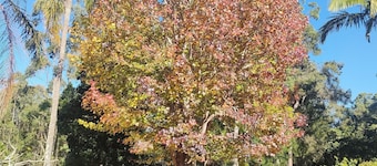 Acreage Guest House set on 1 1/2 Acres