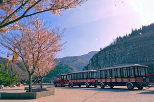 Ônibus estacionado em área de estacionamento, com cerejeiras em flor e montanhas ao fundo.