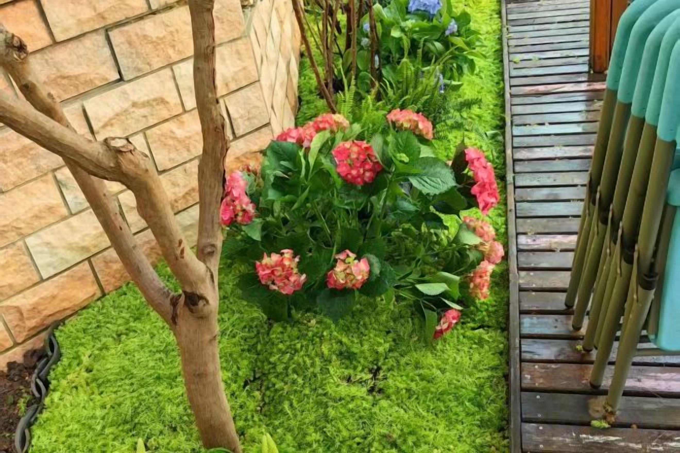 A garden with a brick wall, a wooden deck, and pink flowers.