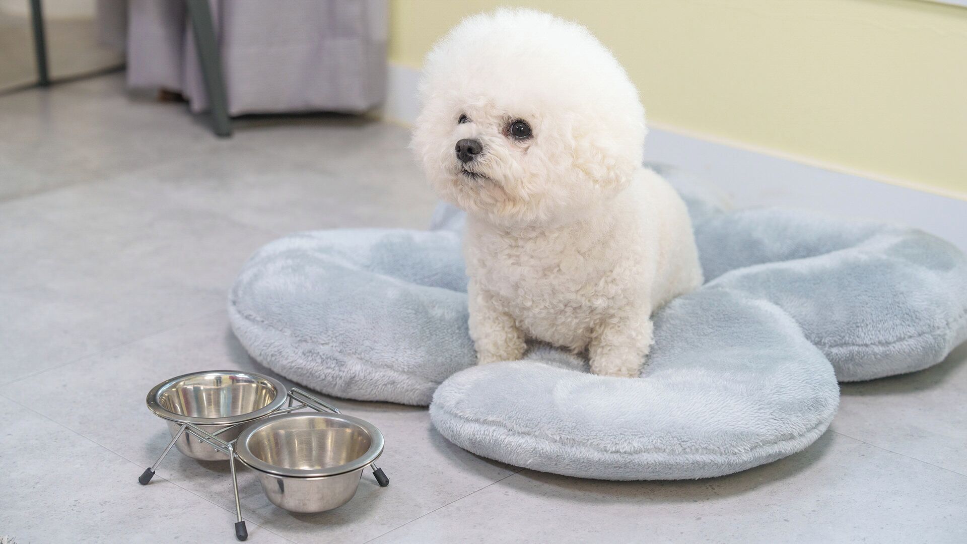 A small white dog on a plush, round pet bed with two metal bowls beside it.