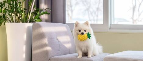 A small white dog sitting on a grey sofa with a yellow toy in its mouth, a plant to the left, and a window with a view of trees in the background.