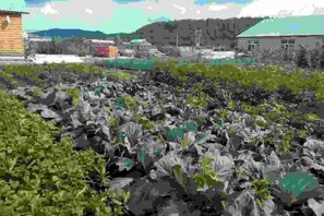 Garden - Dayong Travel Home (Erguna Shiweizhen Linjiang Branch) (Ergun)