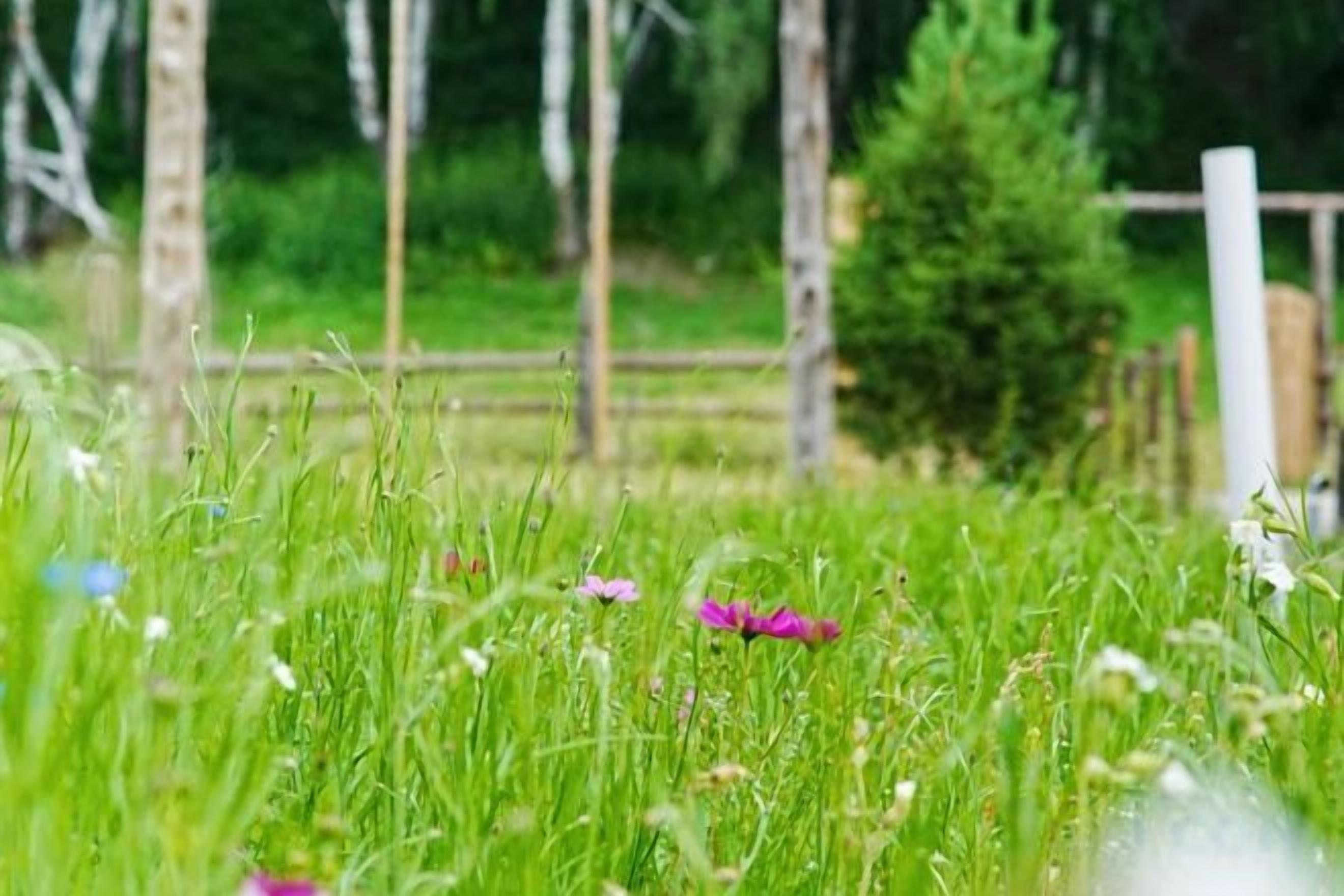 Un champ herbeux avec une clôture en bois et des arbres en arrière-plan.