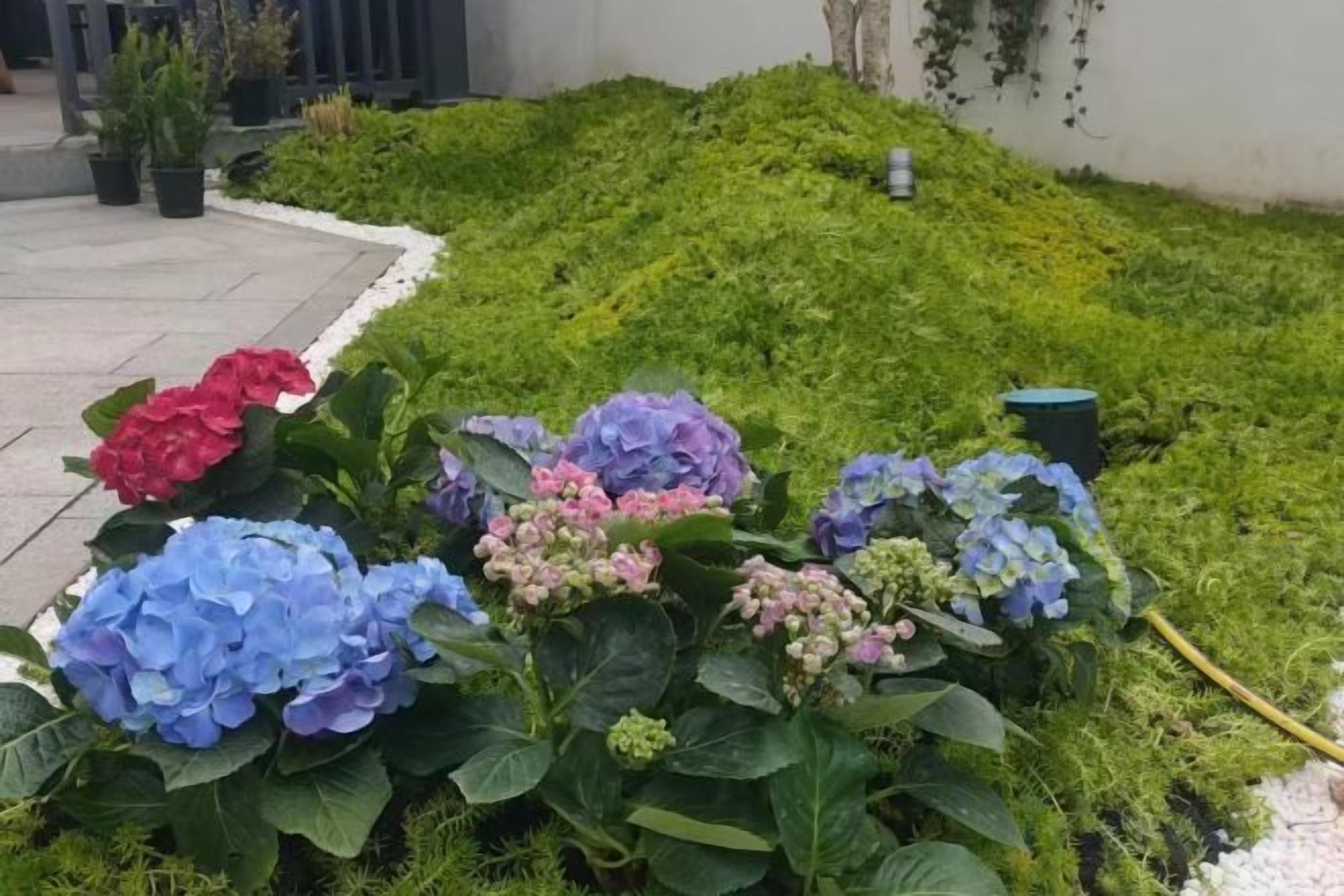 A garden with hydrangea flowers in various colors.