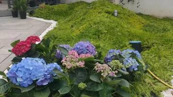 A garden with hydrangea flowers in various colors.