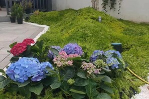 A garden with hydrangea flowers in various colors. - Shanghai Duoyun Xianjuju B&B (Fengxian Wufangcun Branch) (Shanghai)