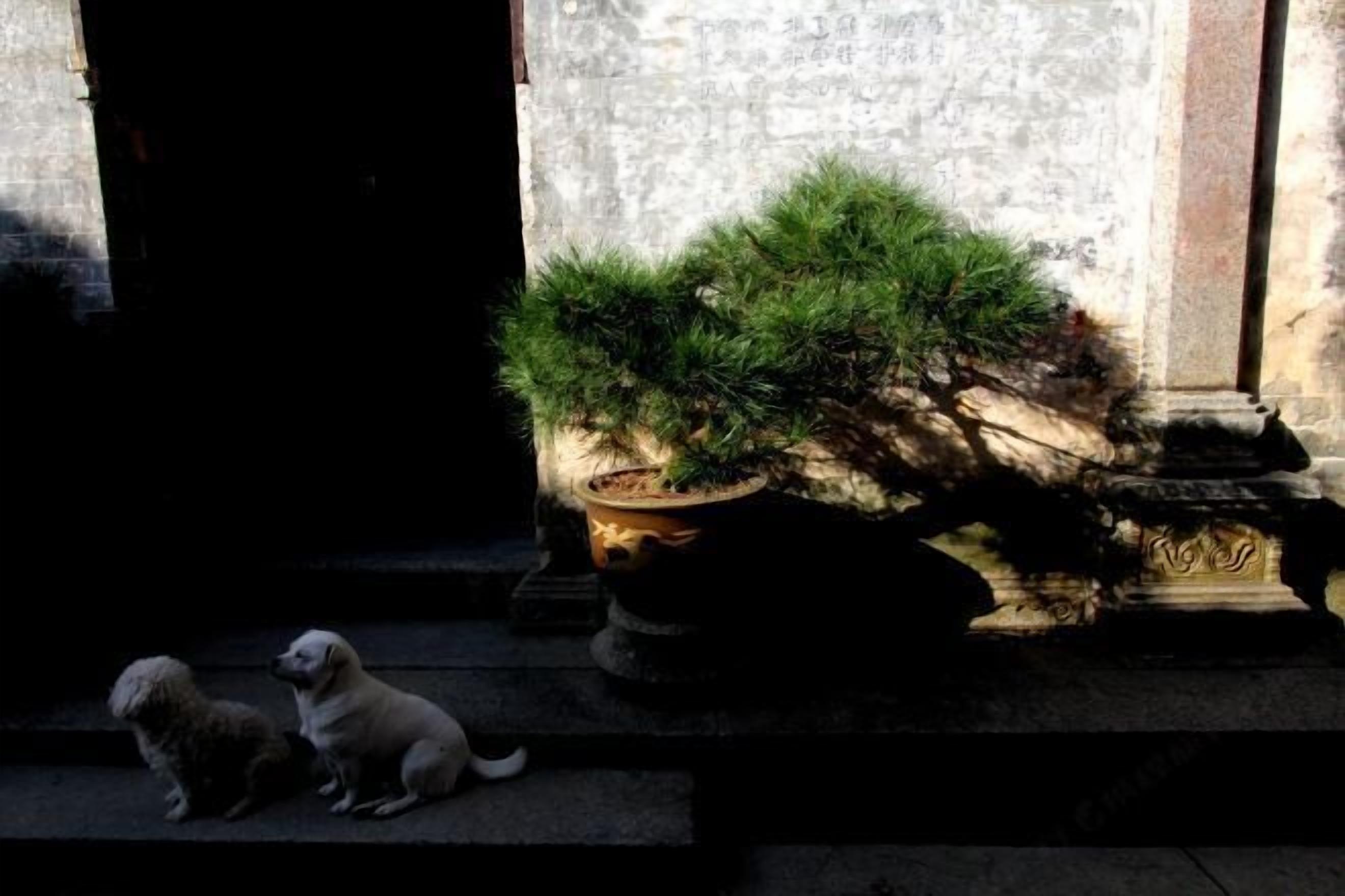A stone staircase with a potted plant and two dogs sitting on the steps.