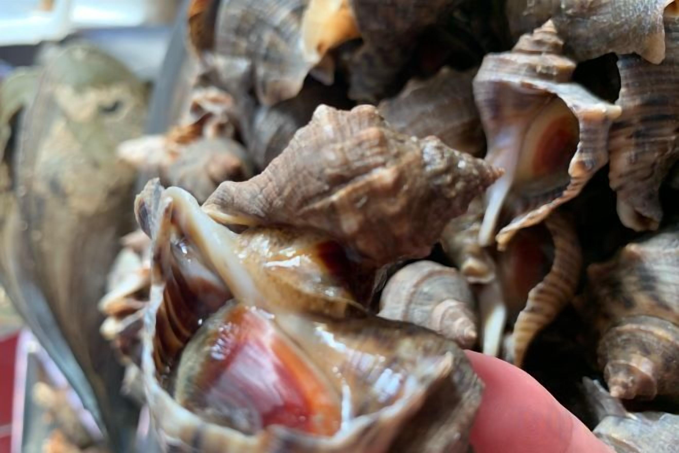A collection of seashells, some open and some closed, with a focus on their textures and shapes.