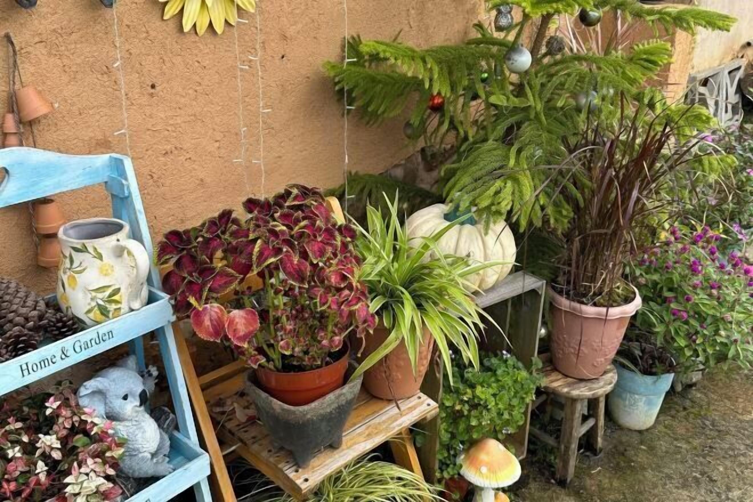 Garden