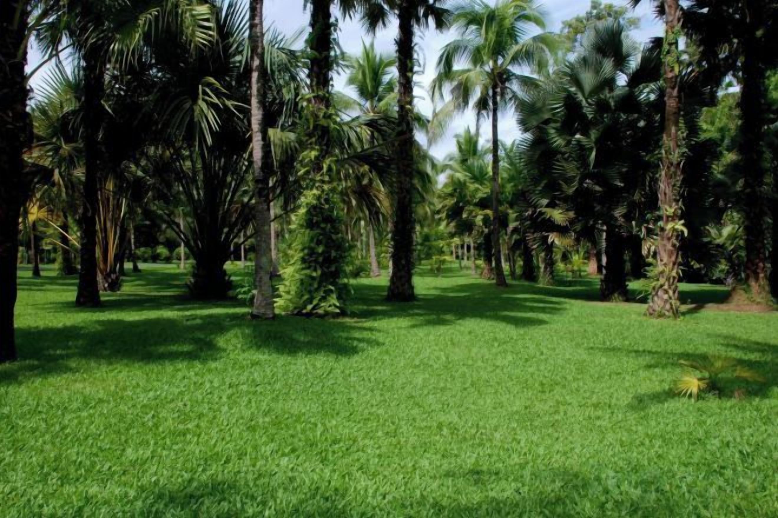 A lush green lawn with tall palm trees.