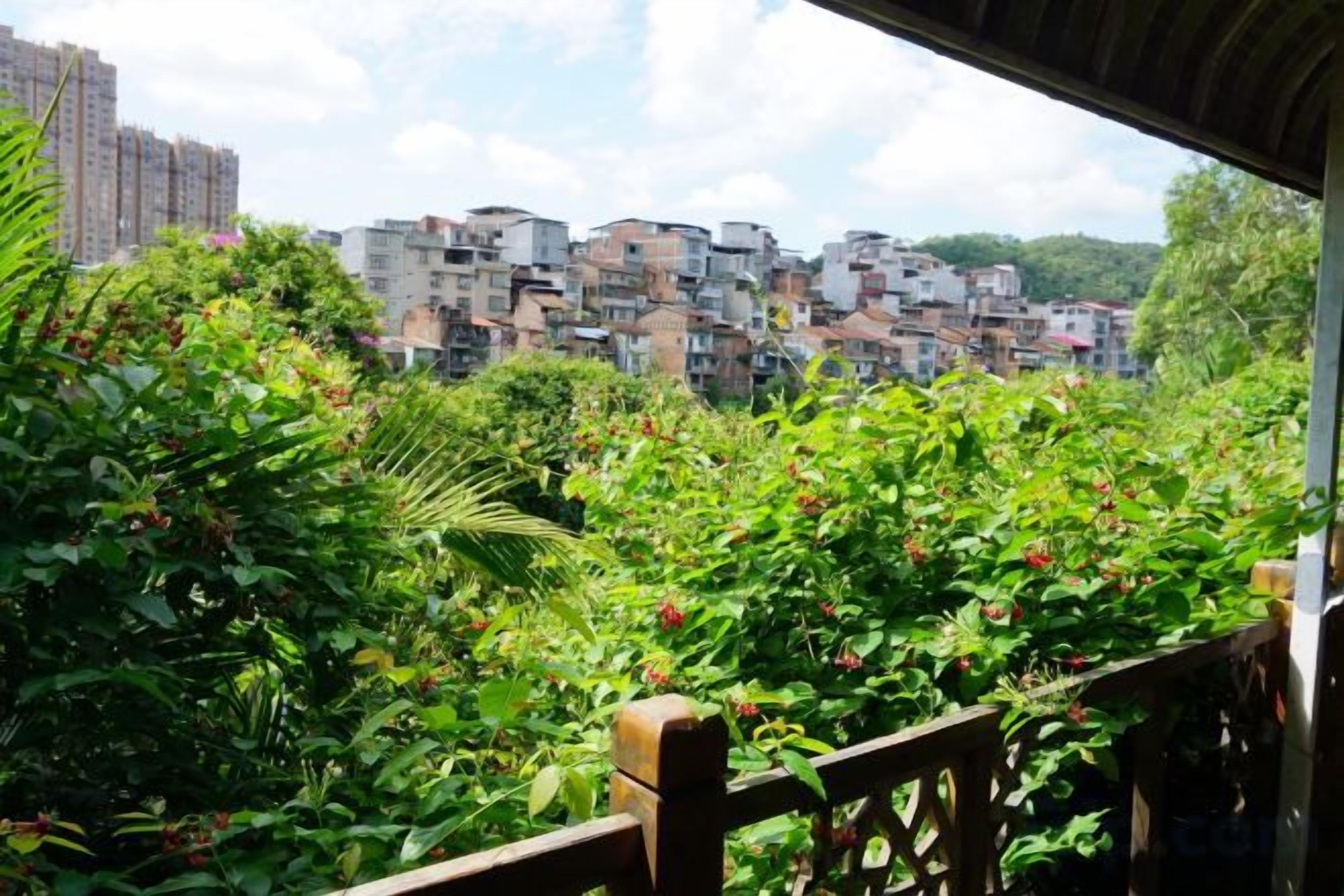 A balcony with dense foliage and a view of a densely packed urban area with multi-story buildings.