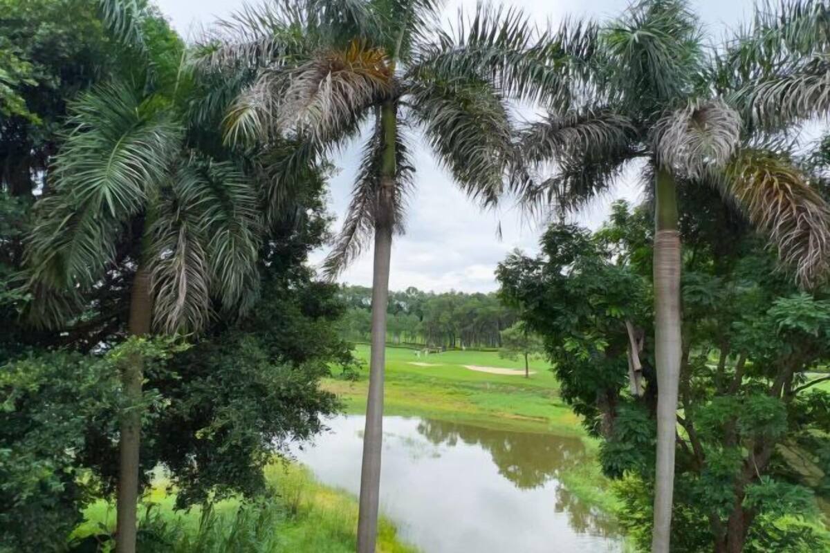 A tranquil outdoor setting with tall palm trees, a calm pond, and a golf course in the background.
