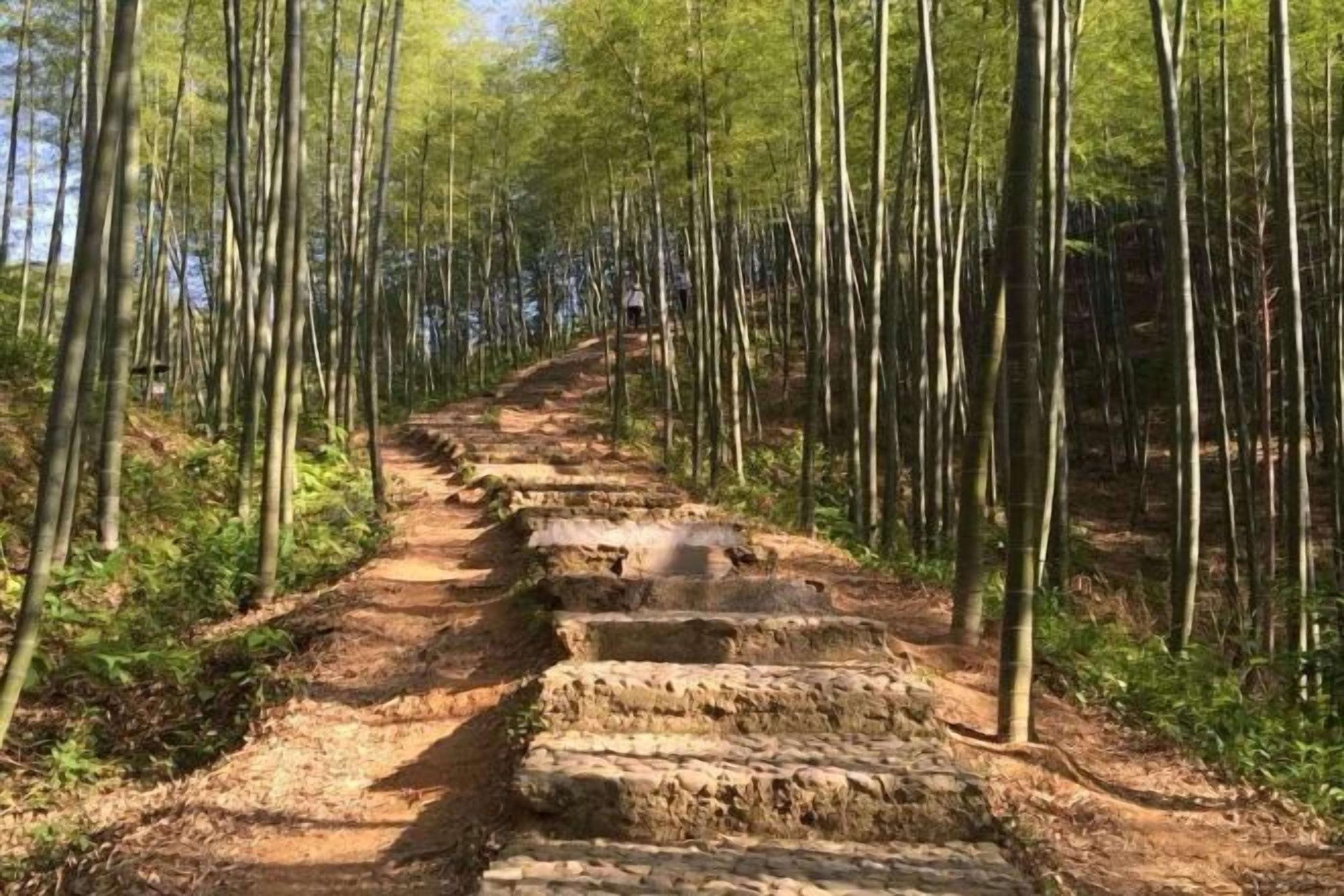 A stone staircase in a bamboo forest.