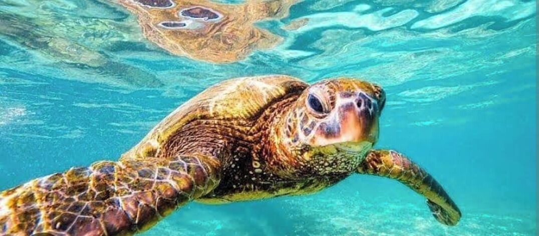 A sea turtle swimming underwater.