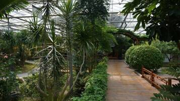 A greenhouse with a wooden walkway, various plants, and a glass ceiling.