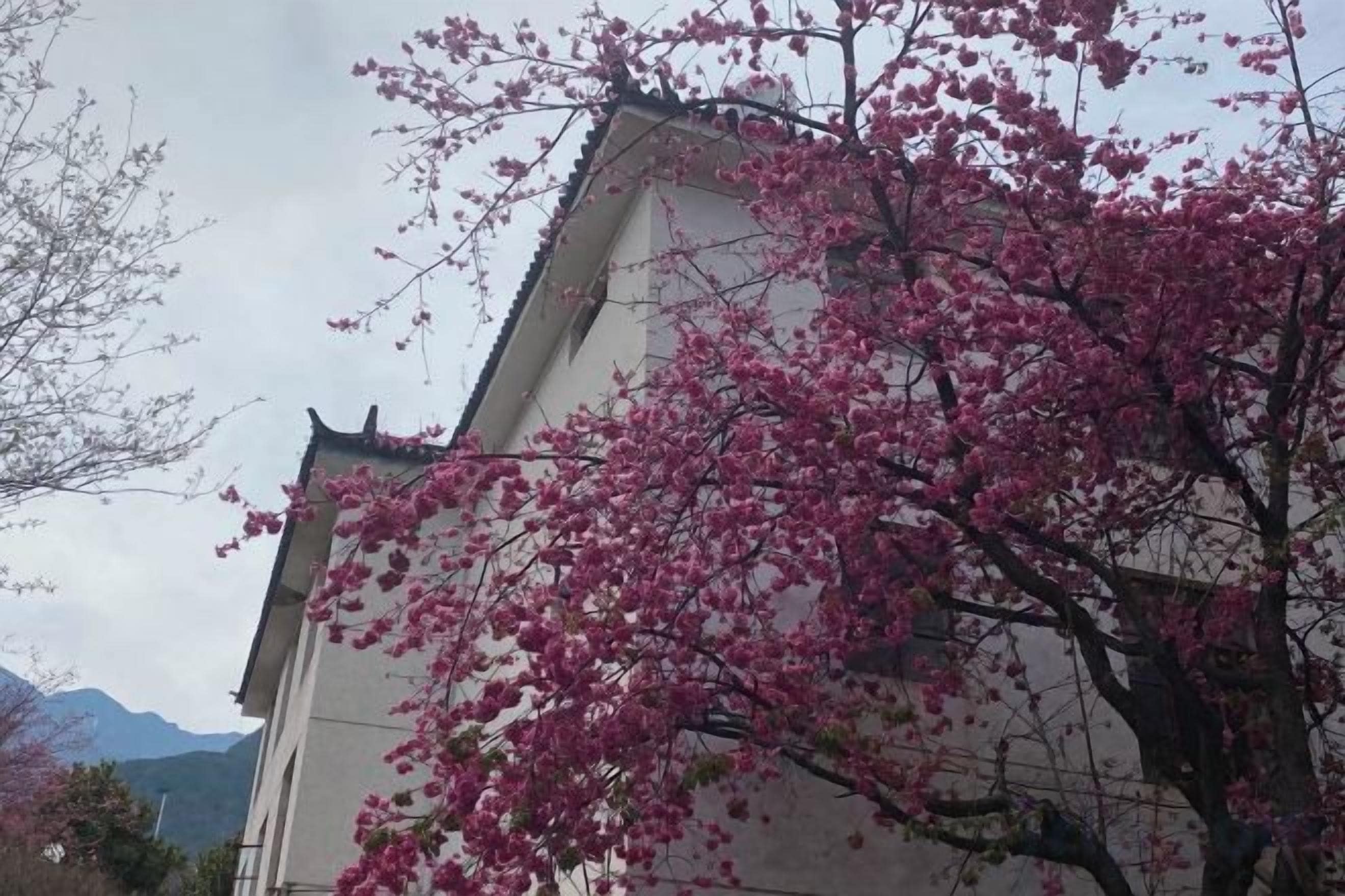 A building with a traditional architectural style, surrounded by cherry blossom trees.