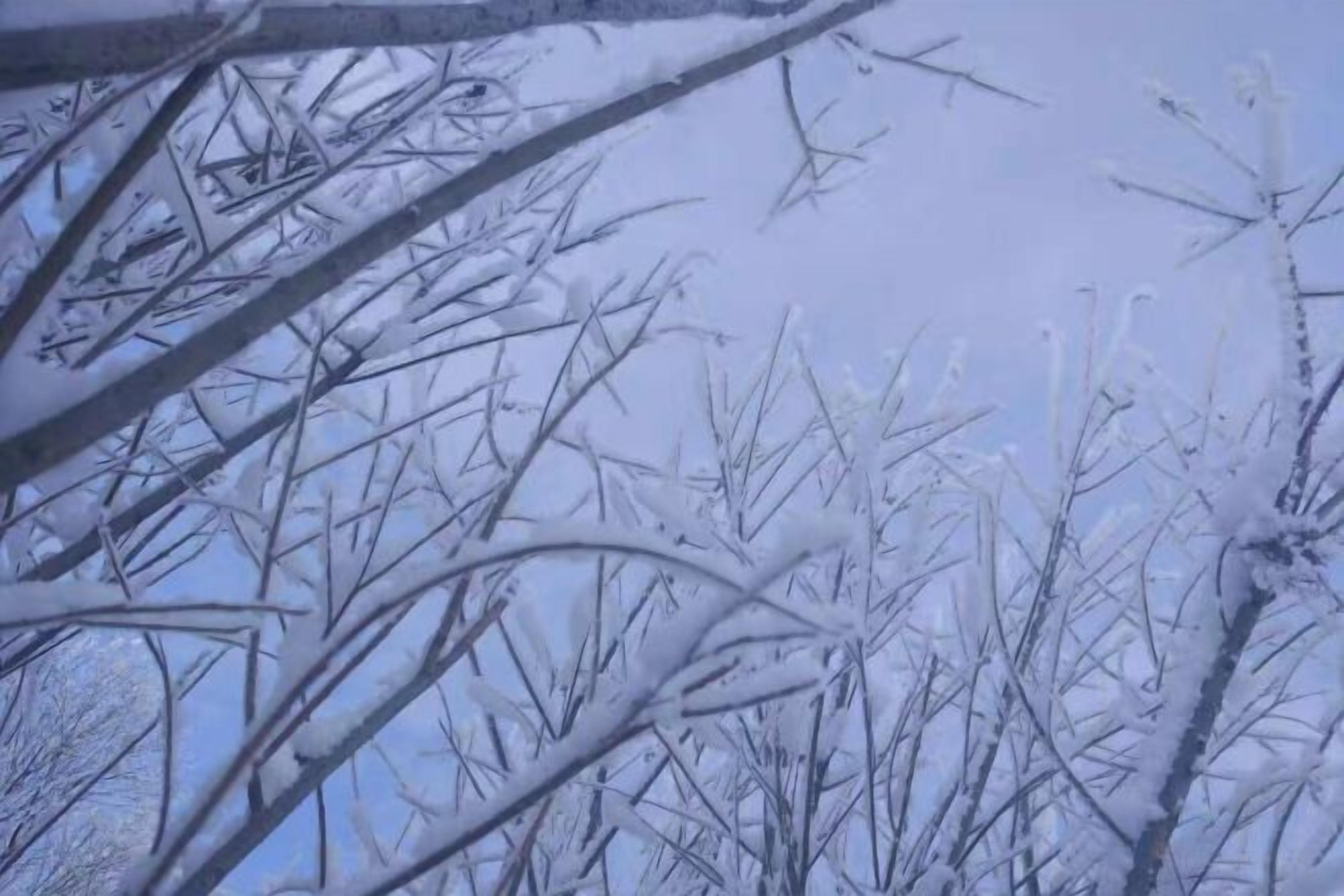 Ramas desnudas de árbol con acumulación de nieve.