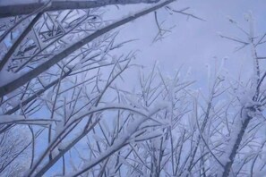 Schnee bedeckte, karge Äste.