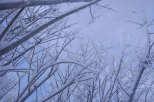 Bare tree branches with snow accumulation.