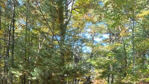 A forested area with a paved path leading to a car parked at the end.