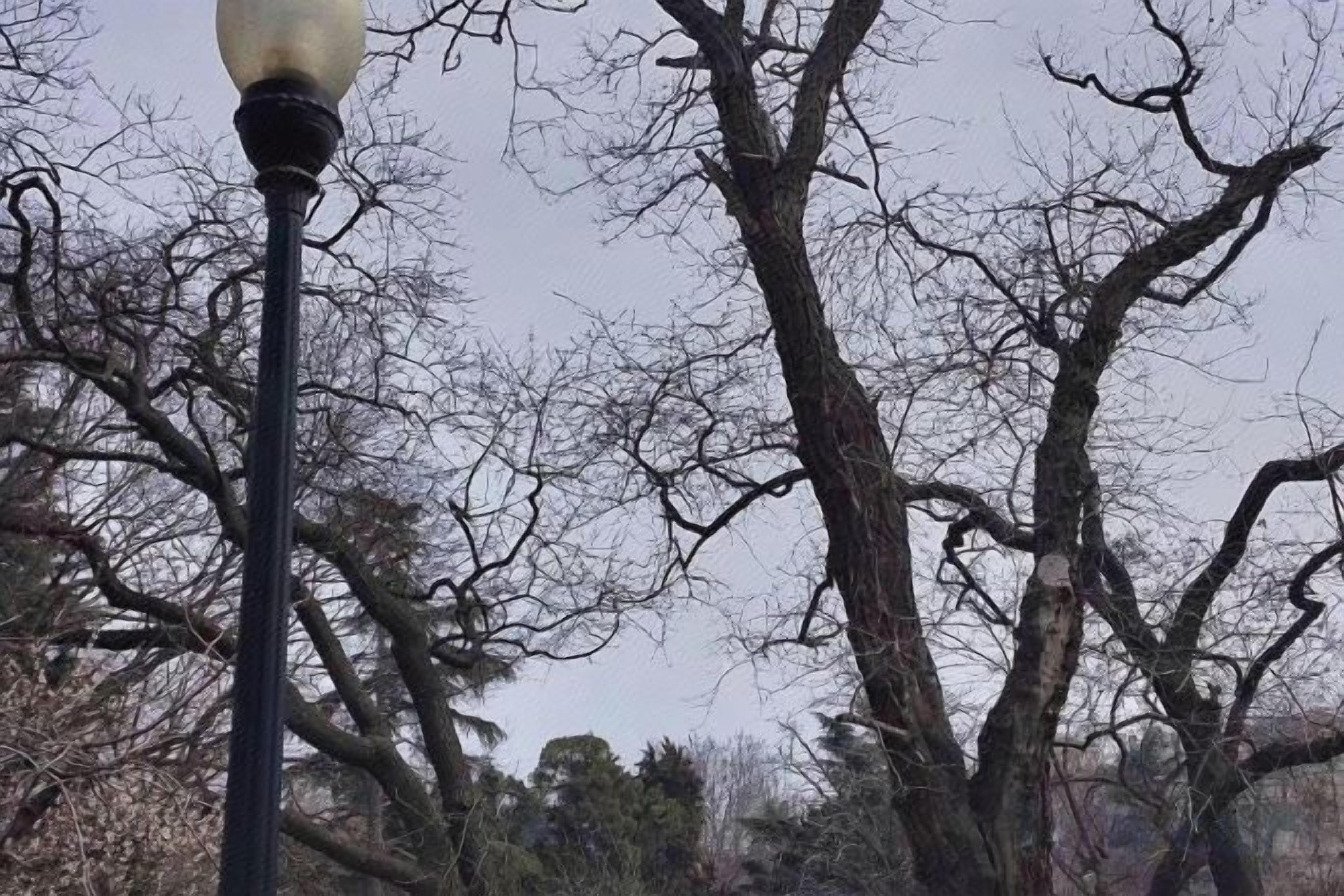 Un lampadaire, avec des arbres sans feuilles en arrière-plan.