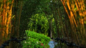 A pathway flanked by bamboo arches leading to a lush green area. - Yingdong Resort (Shanghai)