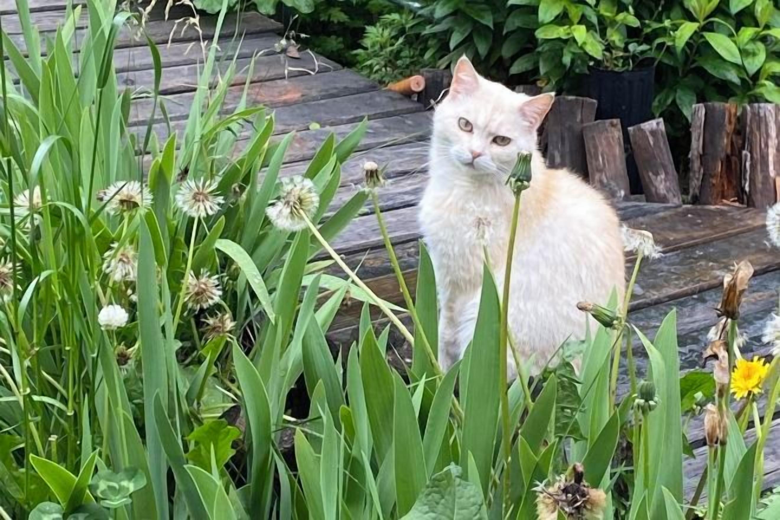 Un gato sentado entre plantas verdes y una terraza de madera.