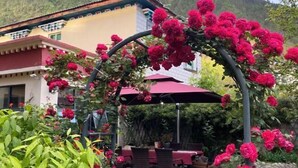 Un jardin agrémenté d’une pergola recouverte de fleurs roses, de tables et de chaises d’extérieur.