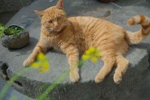 Un chat est allongé sur une surface en pierre, avec une petite plante en pot à proximité.