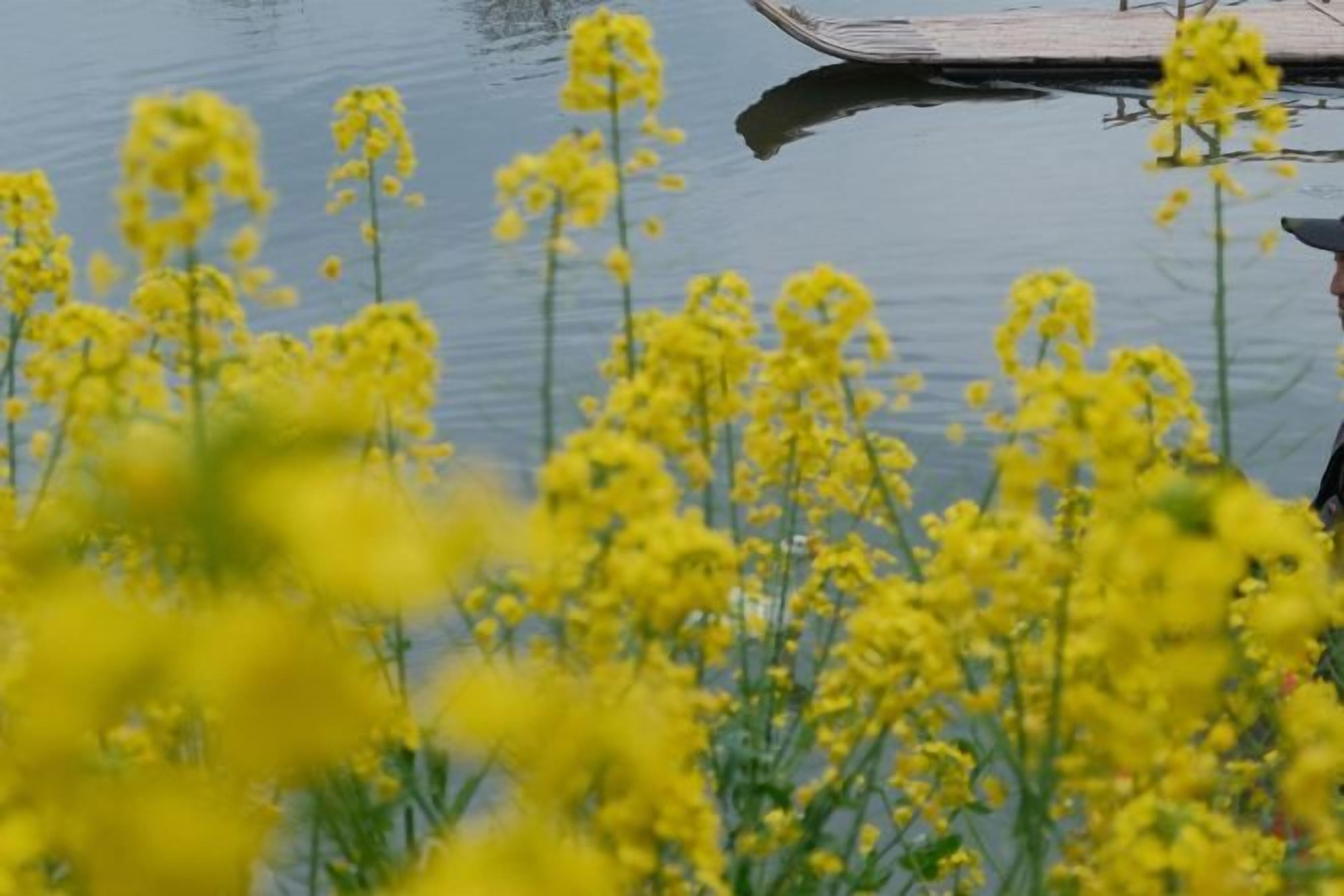 Ein Gewässer mit gelben Blüten im Vordergrund.
